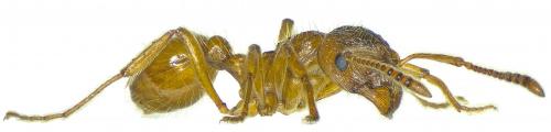 Réf. 188 159 : Myrmica rubra